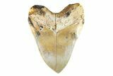 Serrated, Fossil Megalodon Tooth - Indonesia #279234-2